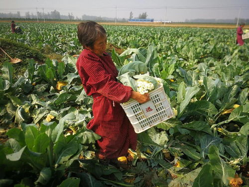 農產品為何賣不上價，國家推“農商互聯”，果農菜農的好日子來了